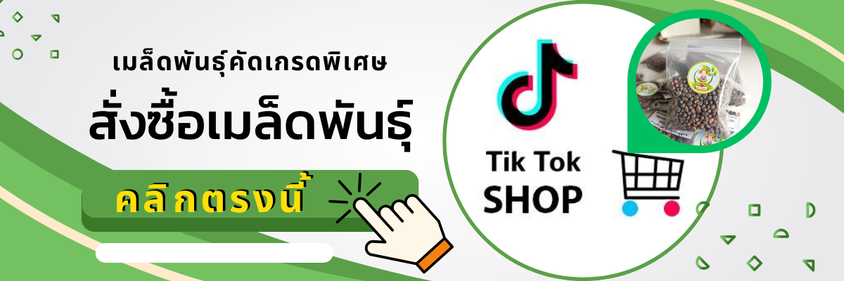 เมล็ดพันธุ์ผักบุ้งแก้ว ปลูกง่ายโตไว ปลูกครั้งเดียวเก็บได้ทั้งปี
